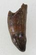 Rooted Crocodilian Tooth - Hell Creek Formation #38285-1